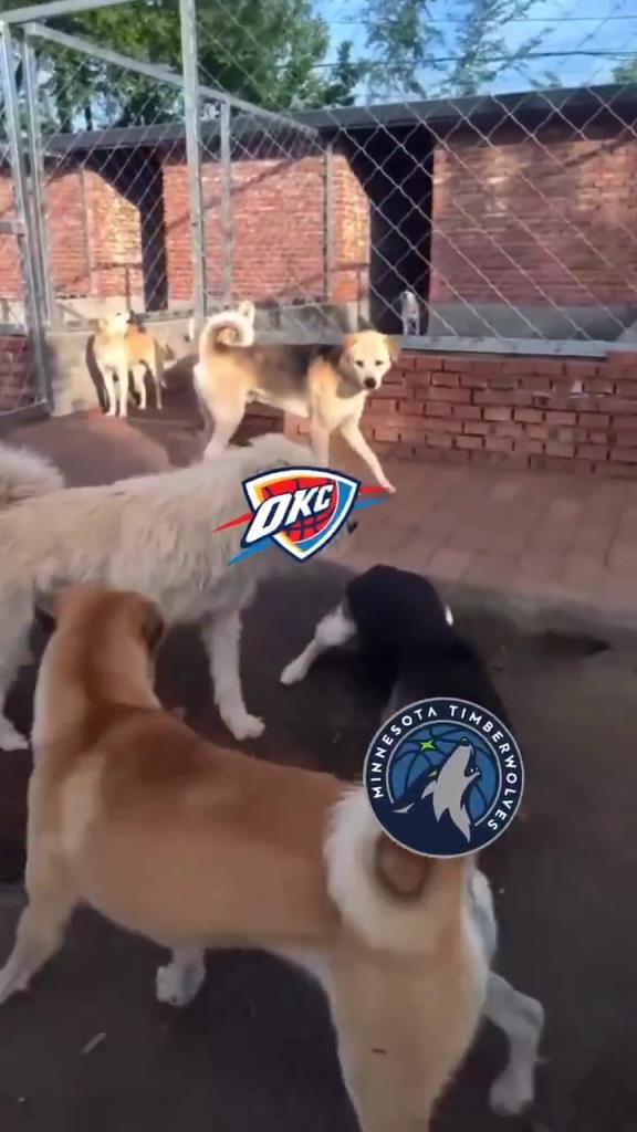 太有活了！美媒惡搞：狗王雷霆嚇退掘金灰熊，把森林狼按地上